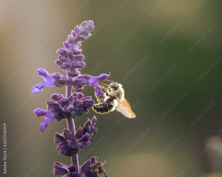 Bee on flower