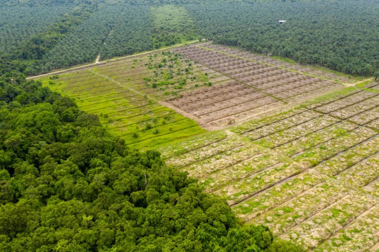 Aerial Drone View of Deforestation in a Tropical Rainforest to make way for palm oil plantations