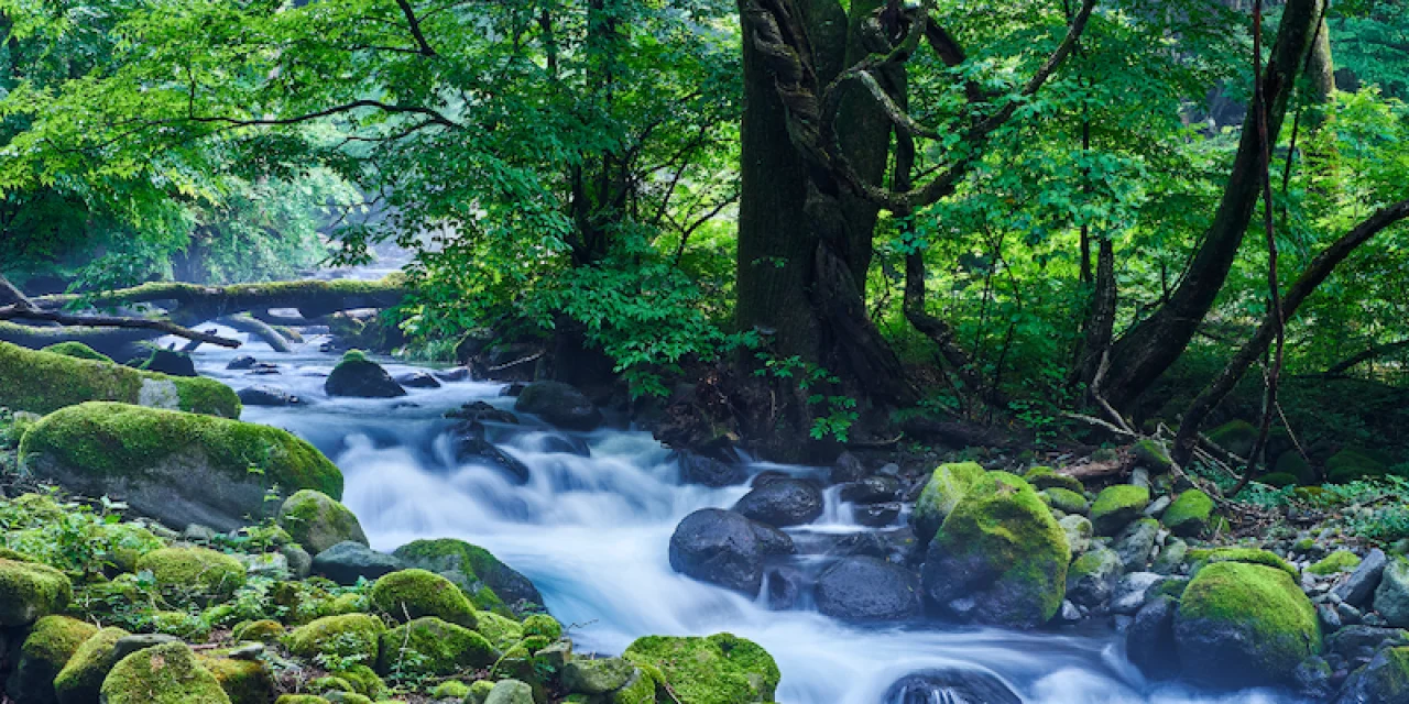 Nature Risk and Reporting: Utilizing TNFD in a Changing Disclosure Landscape