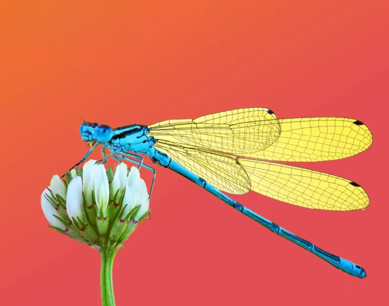 GreenBiz 26 dragonfly