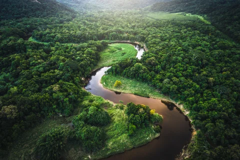 Aerial view of rainforest