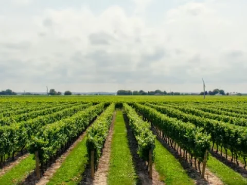 Workshop: Land Sector Investments that Drive Climate, Nature, and Business Value